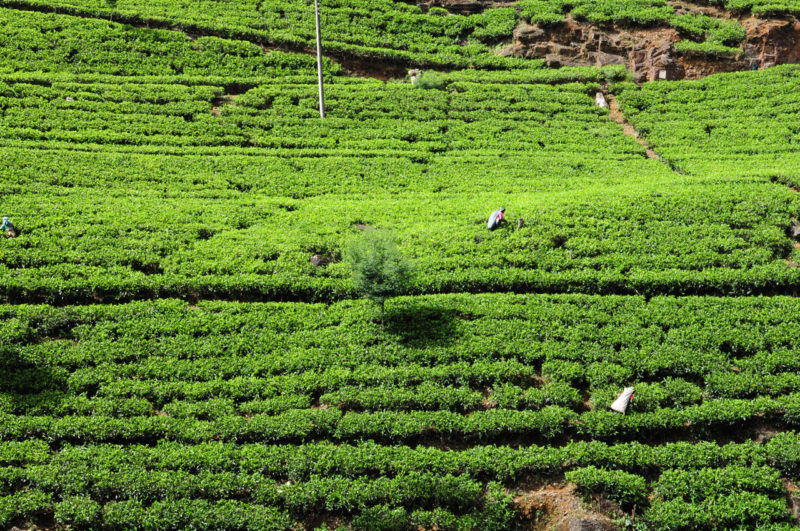スリランカ紅茶畑