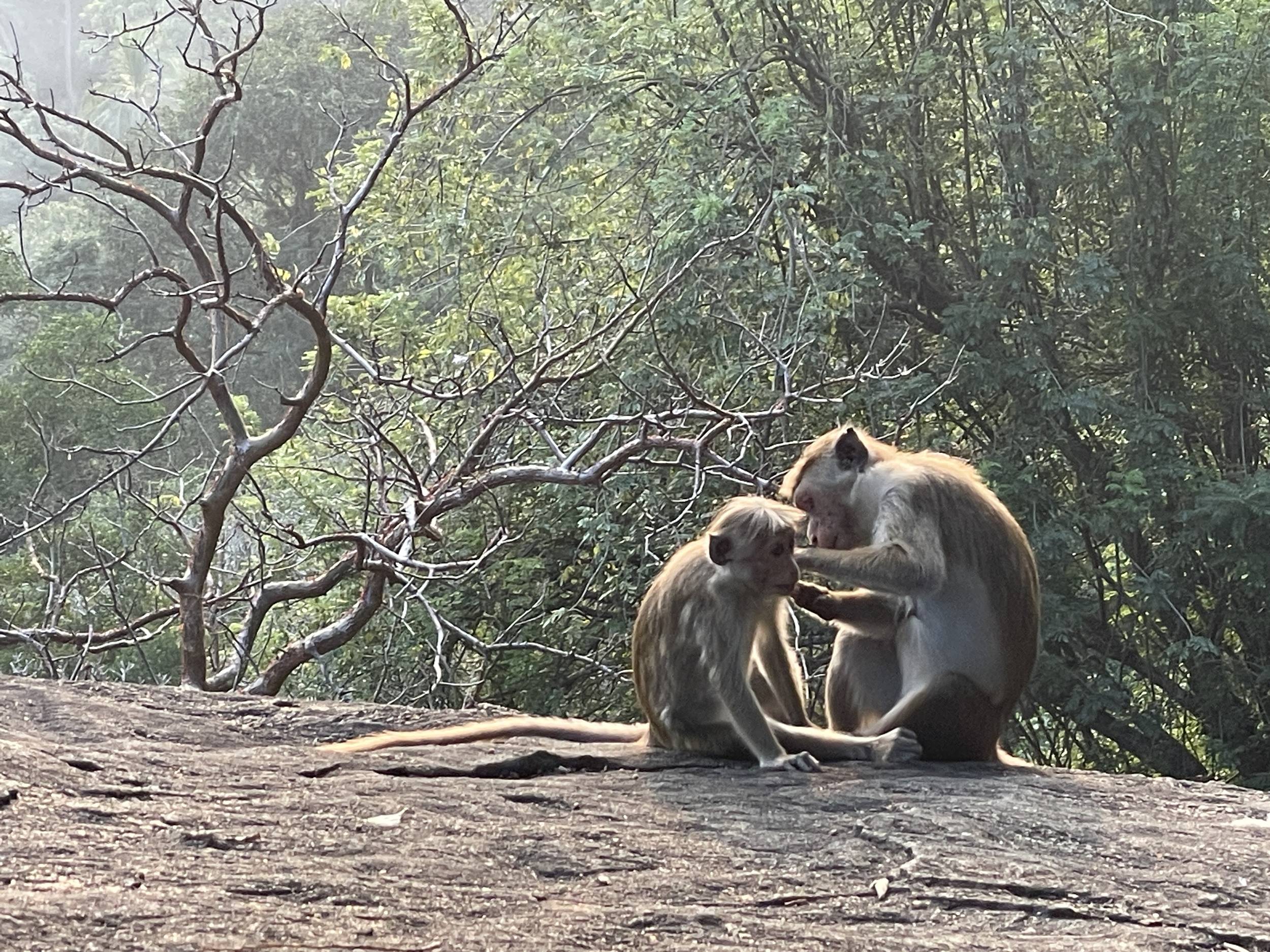 s-dambulla02